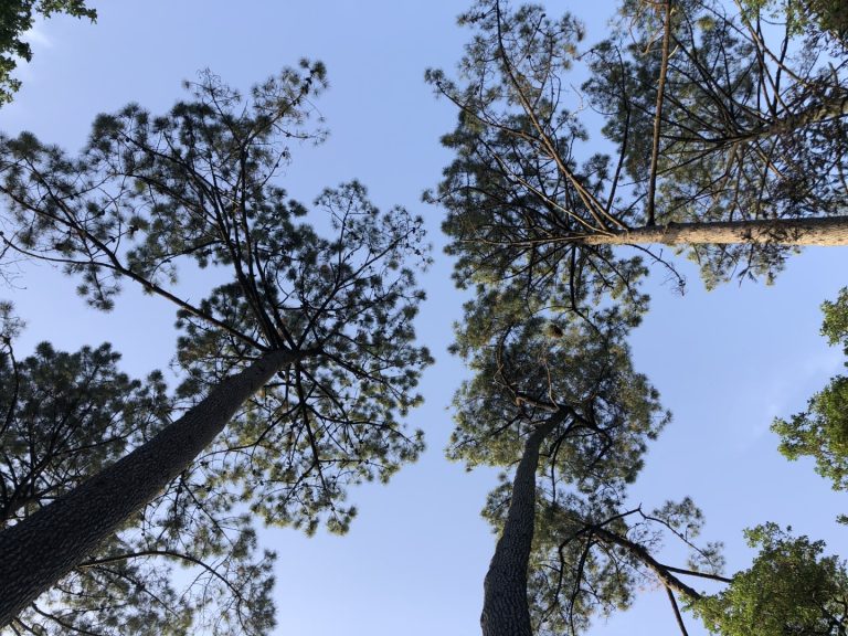 Photo d'une foret de pin des landes illustrant le désert médiatique landais