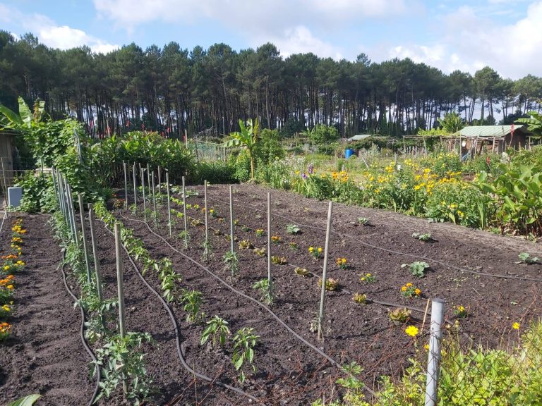 Les jardins familiaux de Mont-de-Marsan.