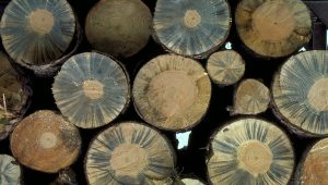 Bleuissement du bois.