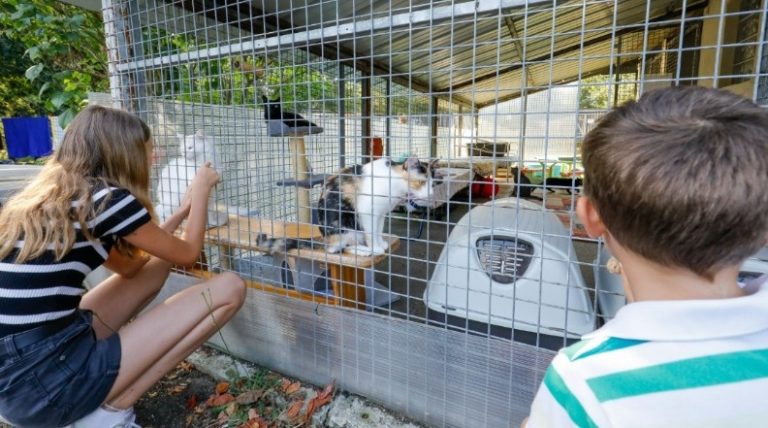 Le chenil Médéric de Saint-Paul-lès-Dax.