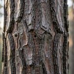 Nématode dans les Landes : un second foyer détecté à Angresse