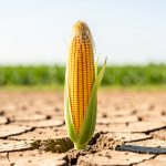 Nouveaux OGM résistants à la sécheresse : ce qui change en 2026