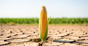 Nouveaux OGM résistants à la sécheresse : ce qui change en 2026