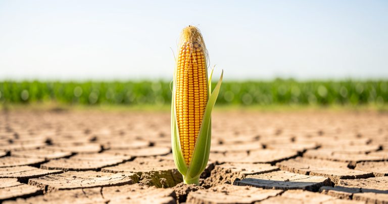 Nouveaux OGM résistants à la sécheresse : ce qui change en 2026