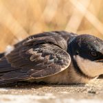 Canicule dans les Landes : les centres de soins saturés d'animaux en détresse