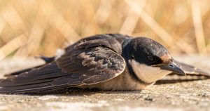 Canicule dans les Landes : les centres de soins saturés d'animaux en détresse