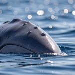 Observation de cachalots dans le gouf de Capbreton : une rencontre rare
