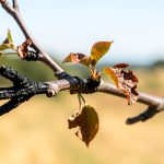 Canicule dans les Landes : pruniers brûlés et récolte calamiteuse