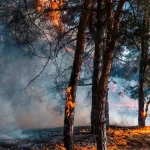 Landes en flammes : jusqu’à quand on fera semblant ?