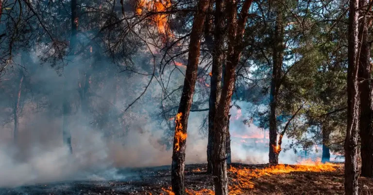 Landes en flammes : jusqu’à quand on fera semblant ?