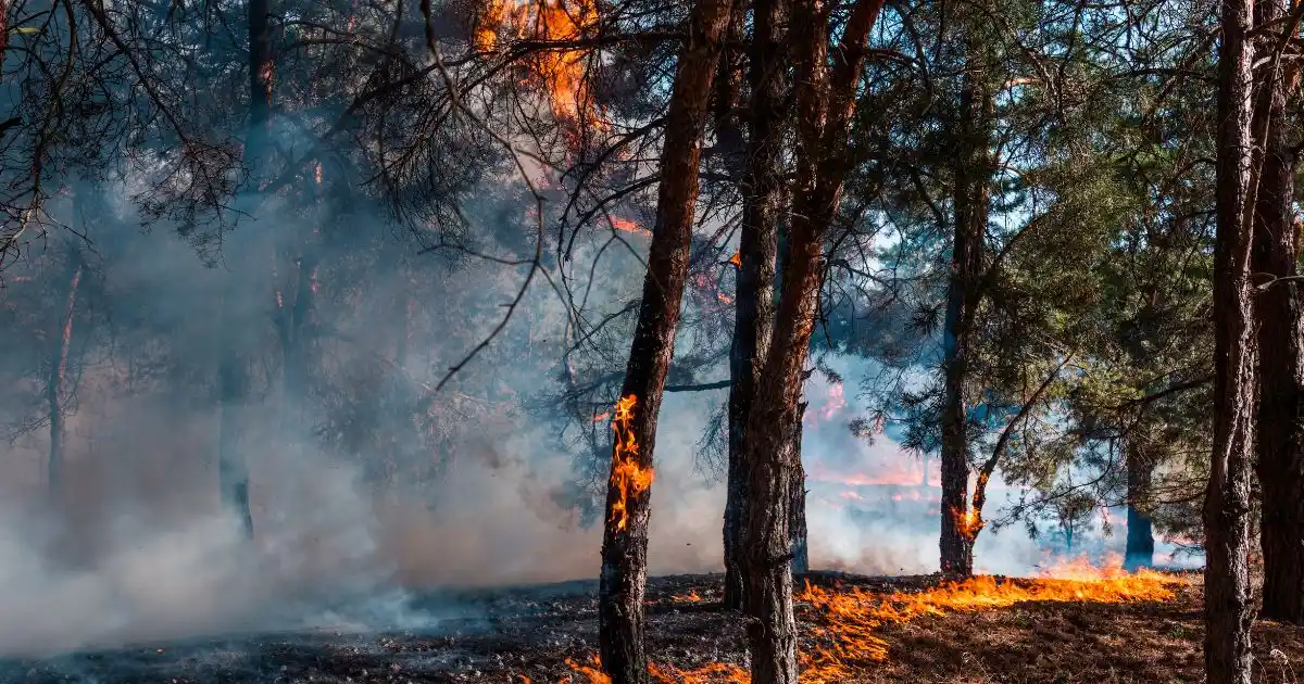Landes en flammes : jusqu’à quand on fera semblant ?