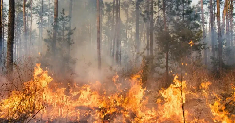 Landes en flammes