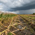 Orages dans les Landes : déclarez vos pertes agricoles